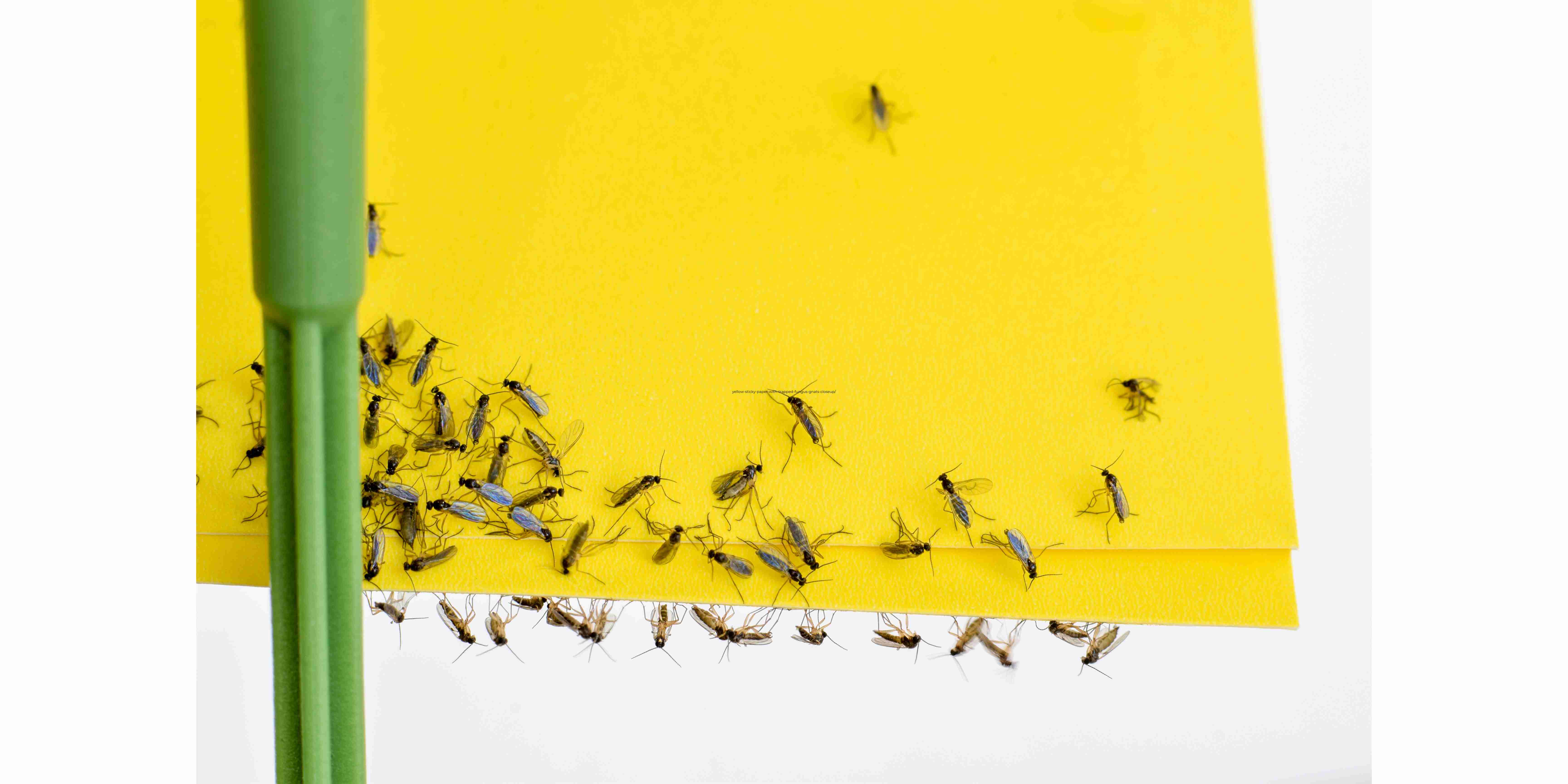 yellow sticky paper with trapped fungus gnats closeup