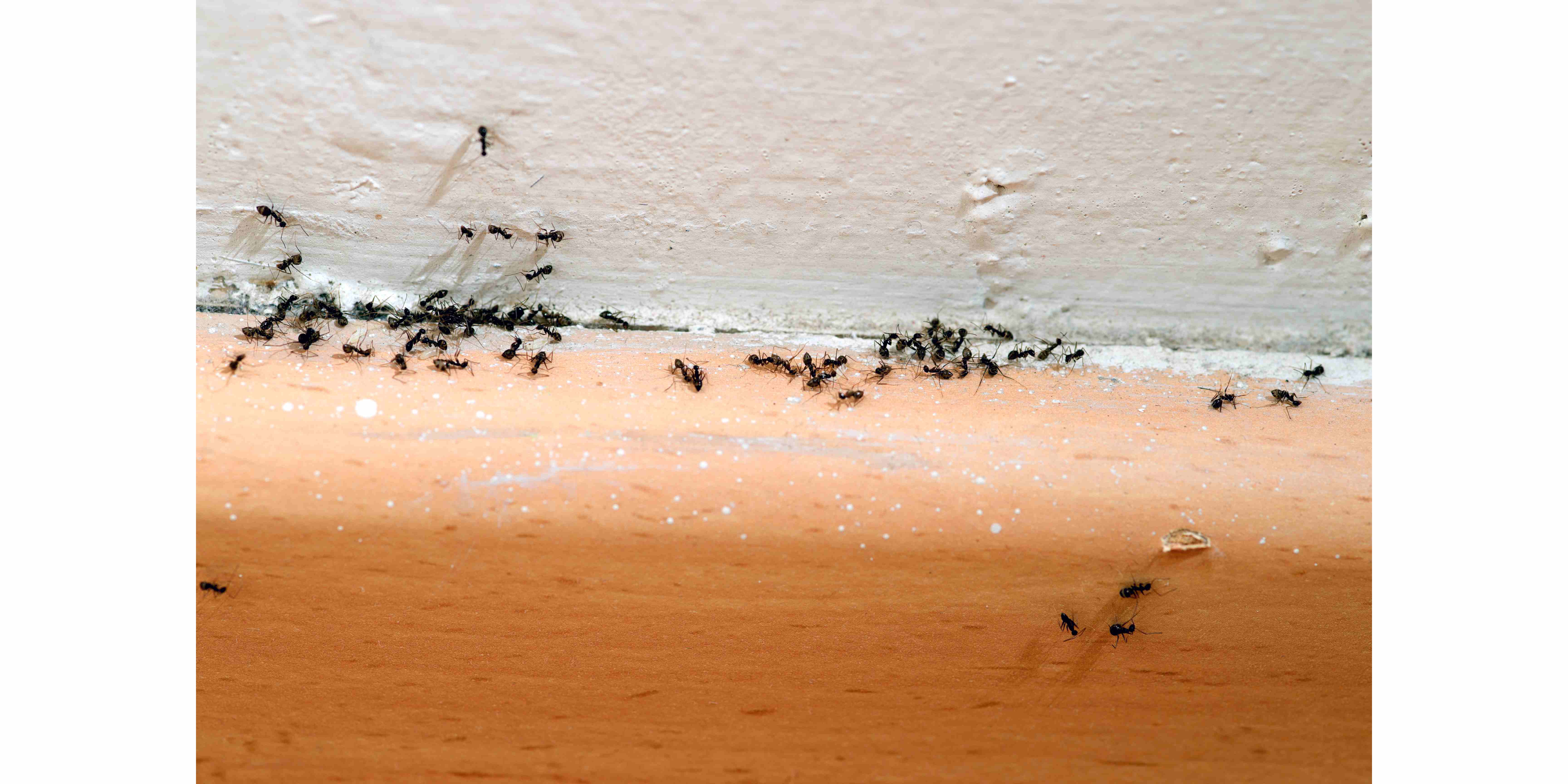 ants in the house