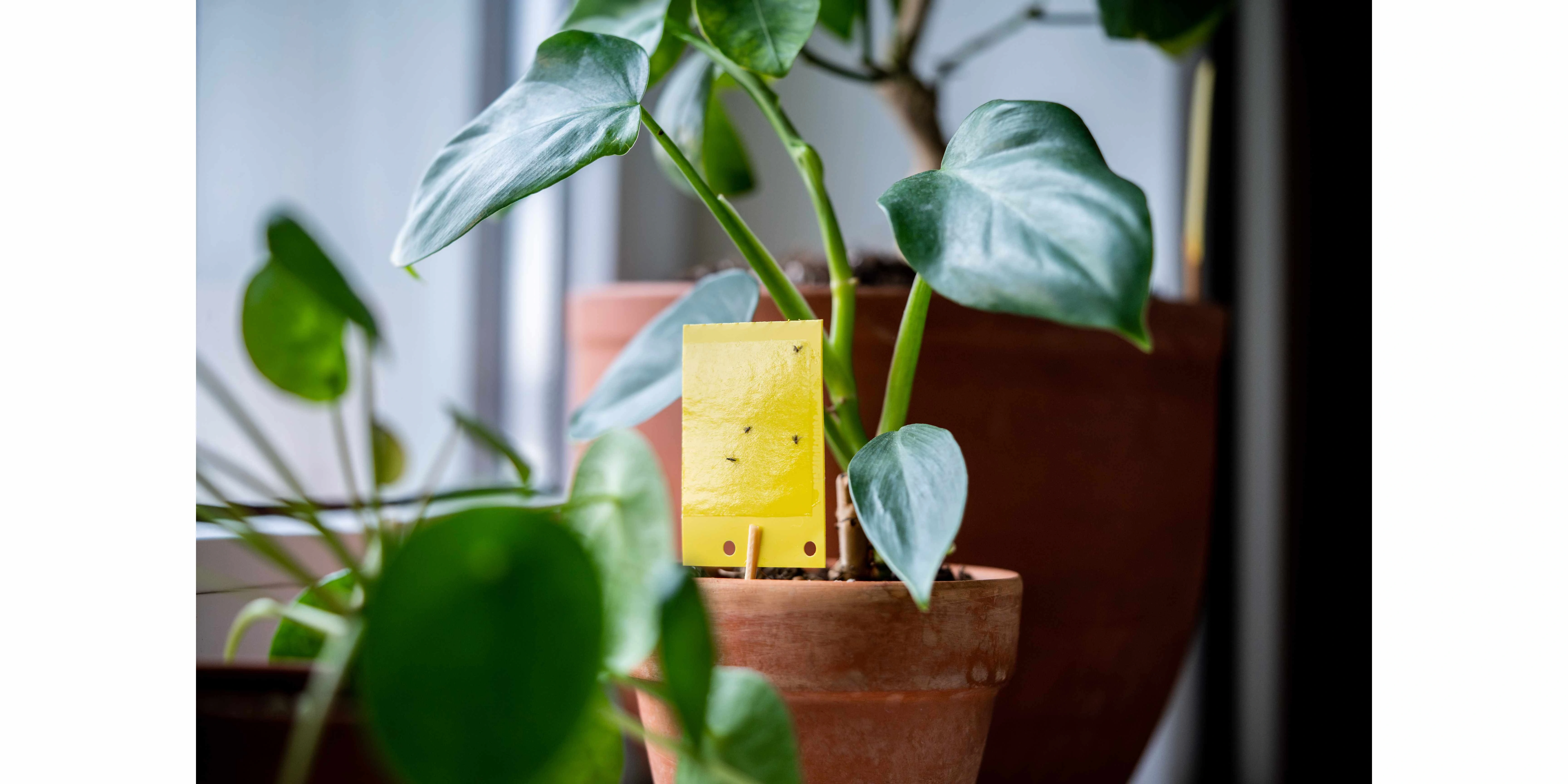 picture of a plant with a gnat catcher