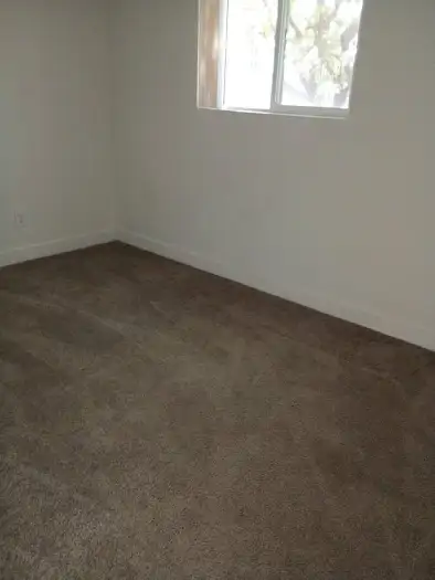 Clean carpet free of vomit
